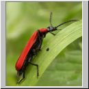 Pyrochroa coccinea - Scharlachroter Feuerkaefer 03.jpg